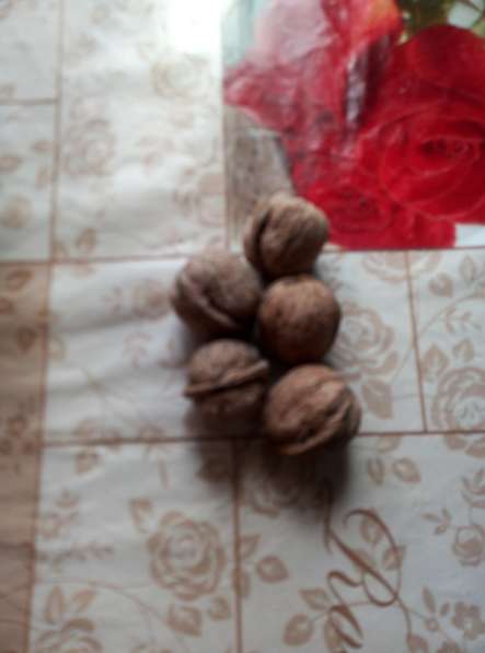 Грецкие орехи все с одного дерева в Ростове-на-Дону