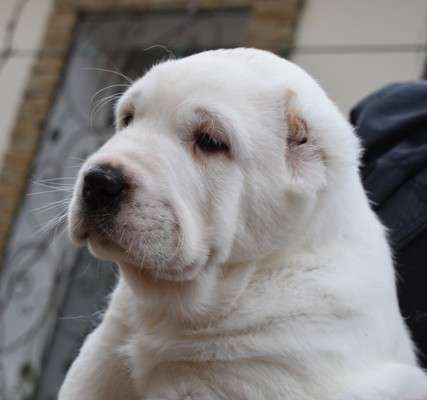 ЩЕНКИ СРЕДНЕАЗИАТСКОЙ ОВЧАРКИ - ПРОДАЖА ! в Алуште фото 17