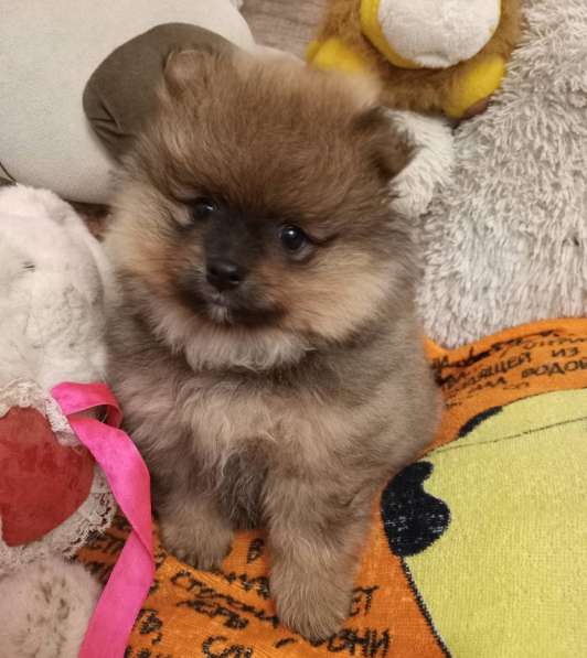 Pomeranian spitz. Orange - sable boy в 