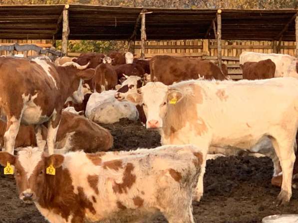 Здоровый крупно-рогатый скот с доставкой до вашего дома в Набережных Челнах фото 4