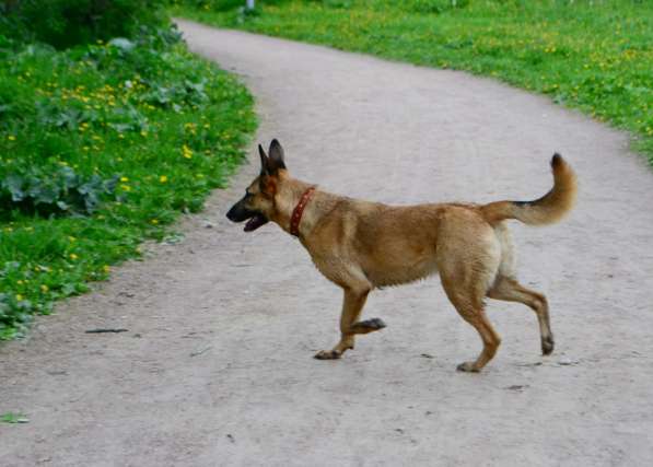 Красивая умная собака ищет дом в Санкт-Петербурге фото 8