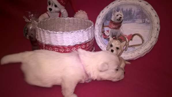 Продажа щенков в Москве фото 7