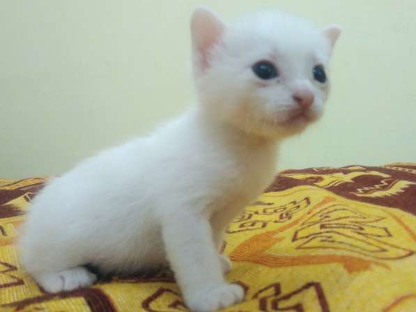 Котёнок донской сфинкс. браш, белый в Прокопьевске фото 7