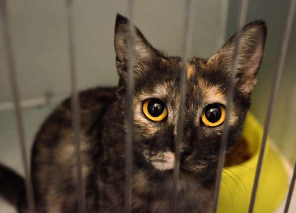 Благородная Янна ищет друга