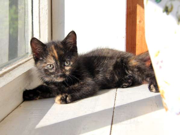 Три сестрички-невелички! Очаровательные котята в добрые руки в Москве фото 11