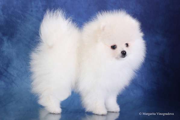 Девочка померанский шпиц шоу класс в Санкт-Петербурге фото 6