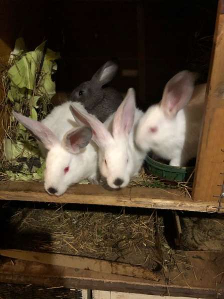 Кролики/Мясо кроликов в Костроме фото 3