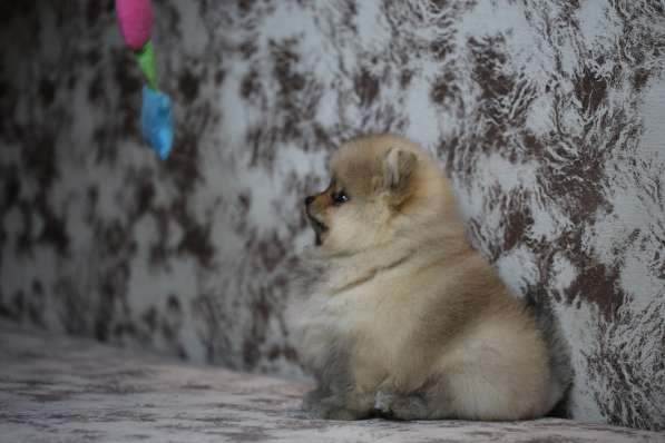 Щенки померанского шпица в Ярославле фото 10