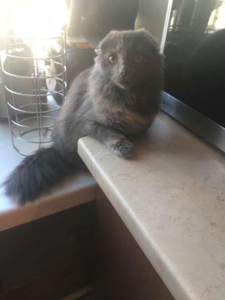 Отдам котиков в добрые руки в Москве фото 6