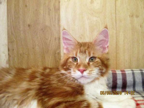 Котики из питомника в Екатеринбурге фото 15