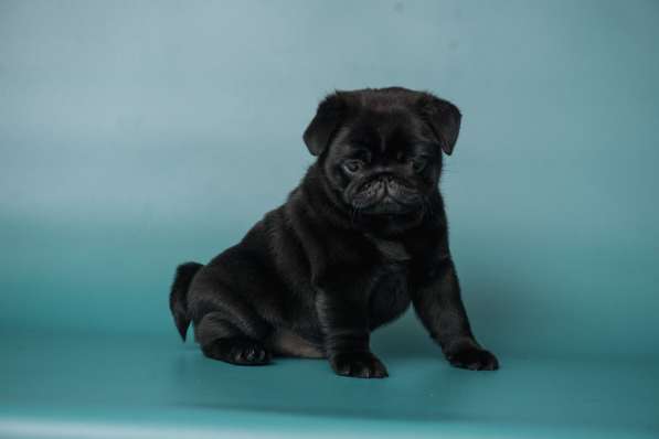 Мопс щенки 70000 руб в Москве фото 4