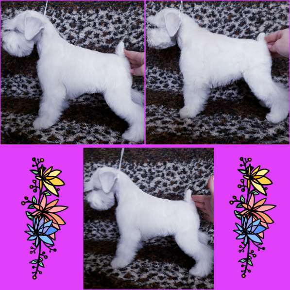 Щенки белого цвергшнауцера в Барнауле