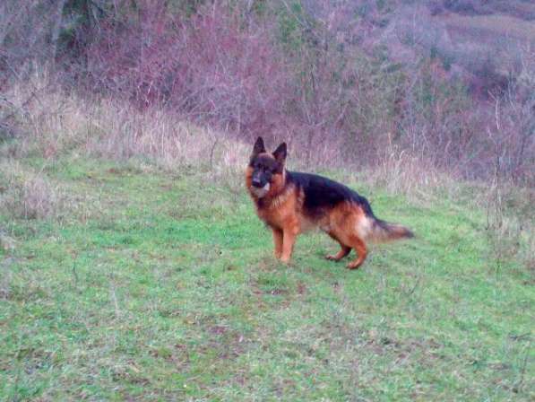 Отличный Кобель немецкой длинношерстной овчарки в Алуште фото 17