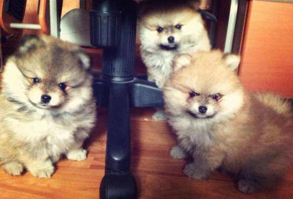 Щенок померанского шпица в Санкт-Петербурге