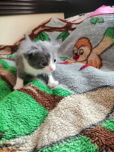 Котята в Новосибирске фото 33