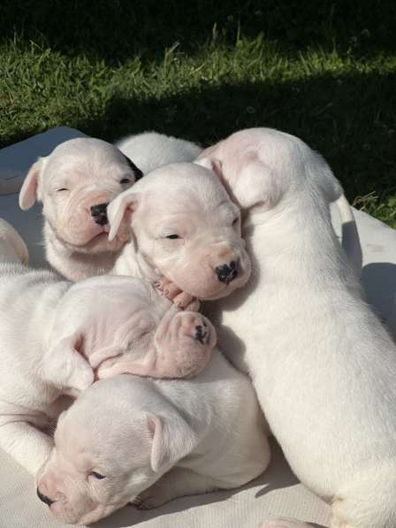 Argentino dogo for sale