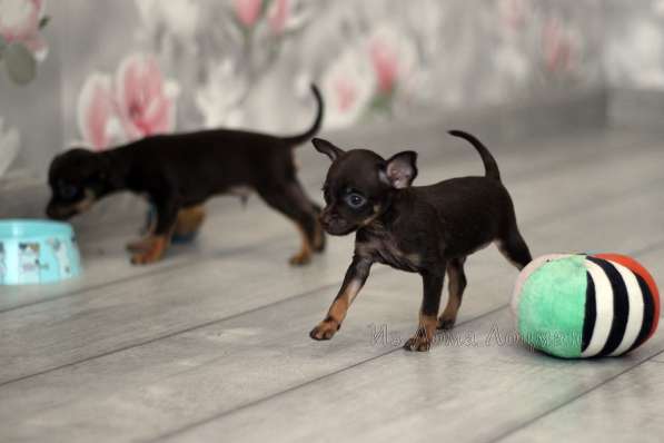 Щенки Русский Той в Иркутске фото 25