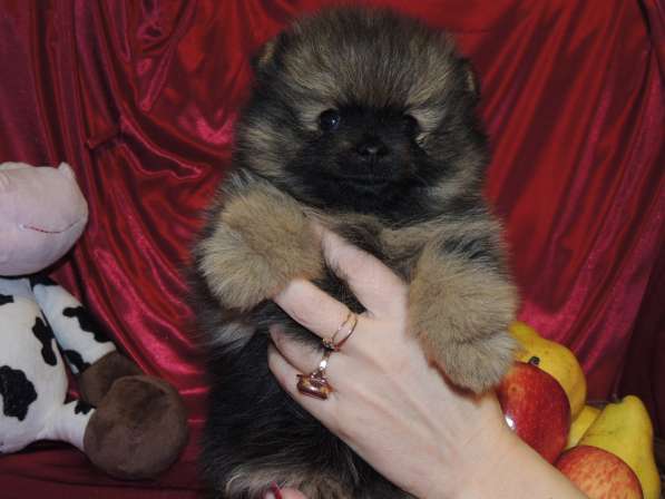 Померанский шпиц. Девочка в Санкт-Петербурге фото 5