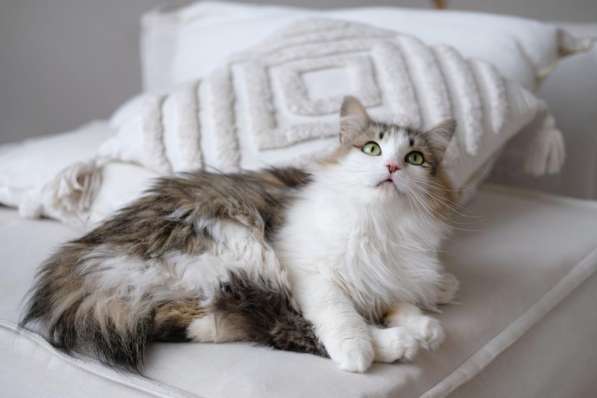 Кошка Вафля ищет дом в Екатеринбурге фото 5