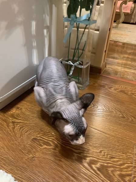 Канадский сфинкс в Москве фото 12