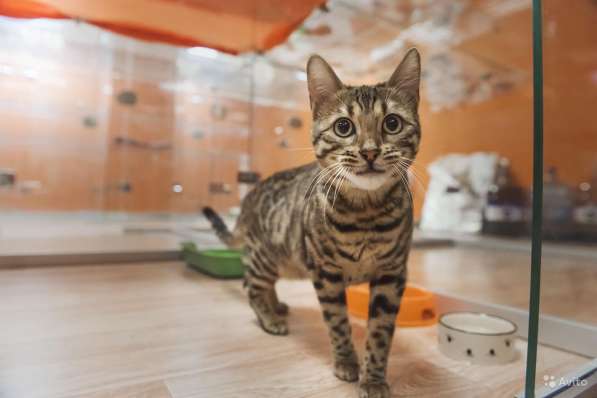 Зоогостиница BookingCat Люберцы/Жулебино в Люберцы фото 57