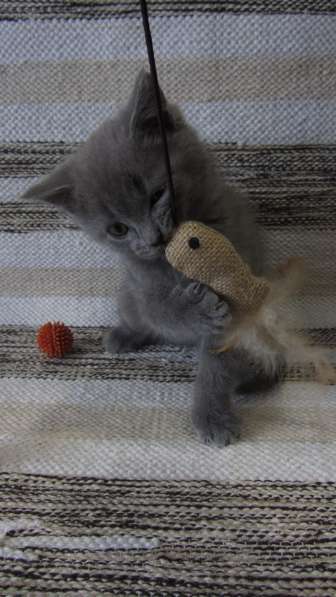 Британский котенок в Москве