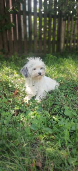 Цветная болонка в