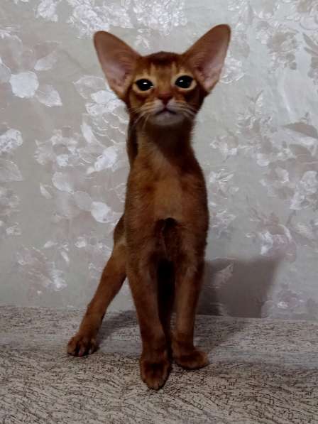 Абиссинские котята для вас в Тюмени фото 5