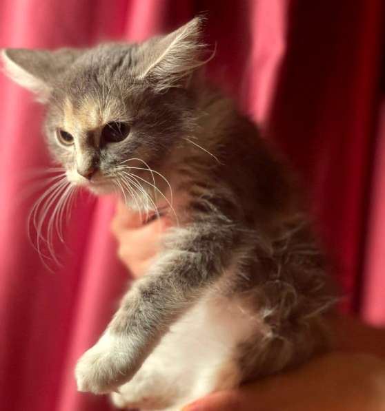 Котенок в добрые руки. Пушистая Чебурашка в Москве фото 4