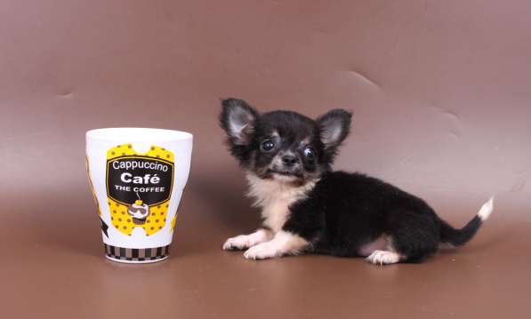 Мини чихуахуа в Москве фото 13