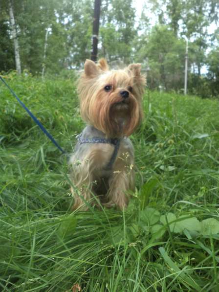 Йоркширский терьер. вязка в Новосибирске фото 14