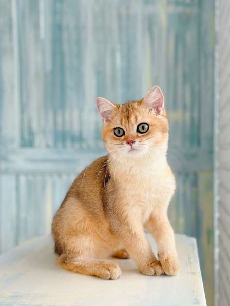 Котёнок британец в окрасе золотаря шиншилла