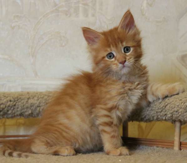 Котенок Кошечка Мейн Кун, U1(Ультра), красный тигровый окрас