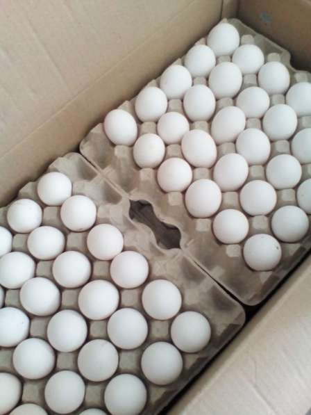 Яйцо куриное от производителя экспорт в Монголию в фото 3