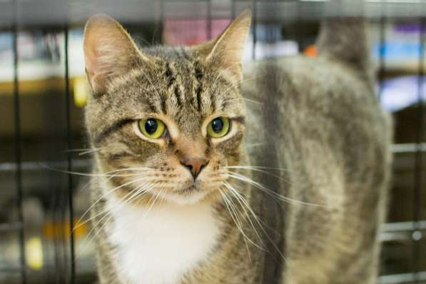 С печальным прошлым котик Чук в Москве