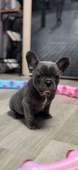 Французский бульдог. Blue boy