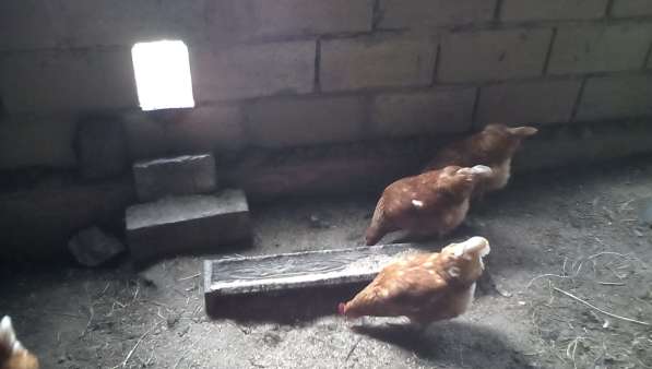 Яйца домашние куриные диетические в Новомосковске фото 4