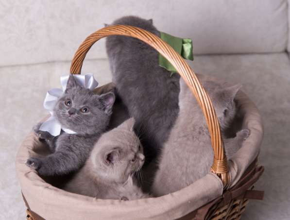 Британская голубая принцесса в Москве фото 3