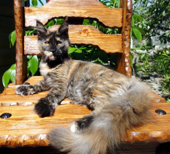 Апельсинки к Новому Году в Рязани фото 129