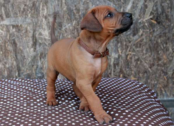 Щенки Родезийского Риджбека в фото 8