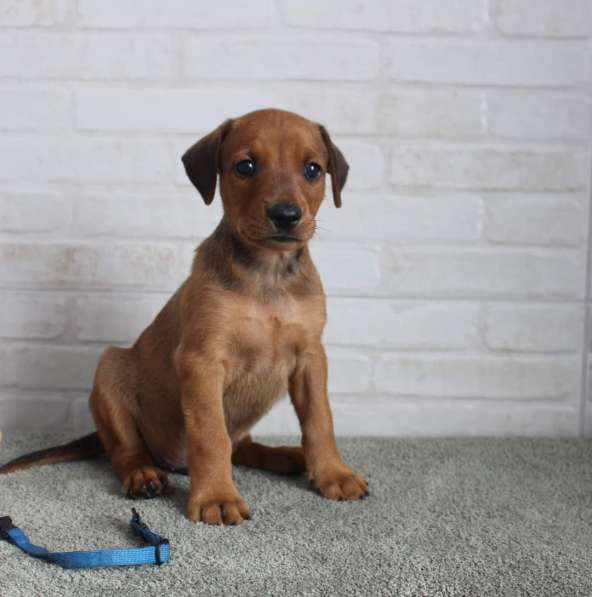 Щенки немецкого пинчера в фото 18