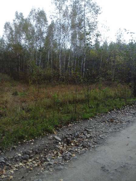 Участок в лесу в Хабаровске фото 3