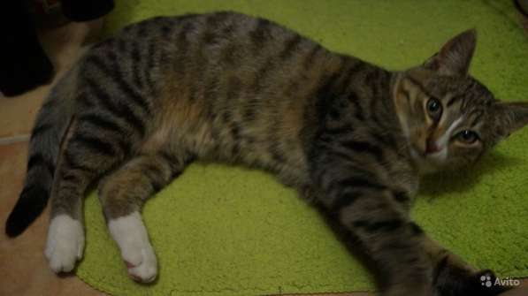 Котёнок Леон в Москве фото 7