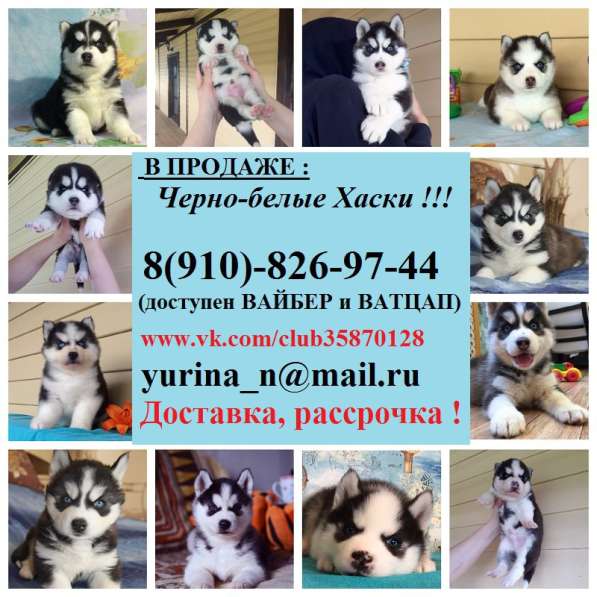 Черно-белые. очаровательные малыши хаски в Переславле-Залесском