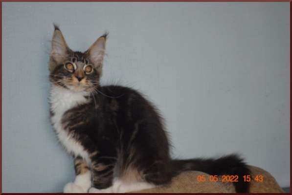 Роскошный черный котик мейн-кун из питомника в Астрахани фото 40