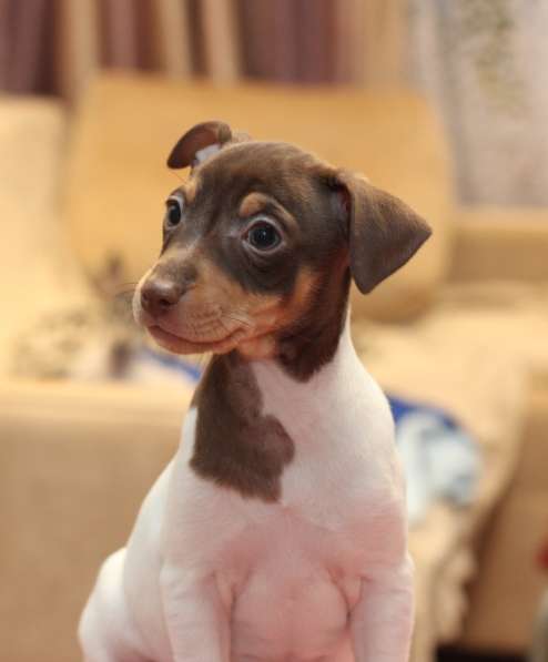 Щенки в Санкт-Петербурге фото 3