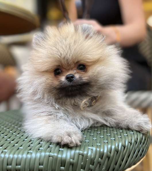 Pomeranian mini spitz girl в фото 3