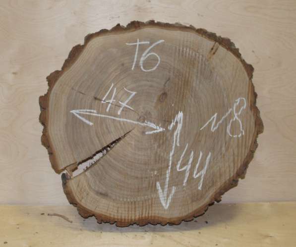 Поперечные спилы карагач в Москве фото 4