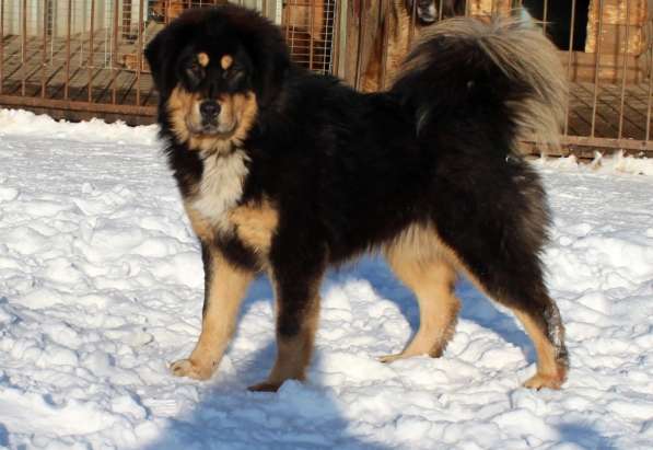 Тибетский мастиф - лучший страж на территории в Москве фото 120