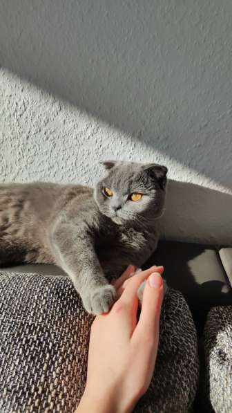 Шотландская кошка ищет жениха (вязка) в фото 6